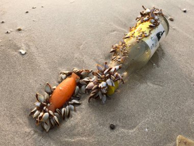 Tayland 'ın Koh Samet adasındaki Ao Phrao plajında kirlilik