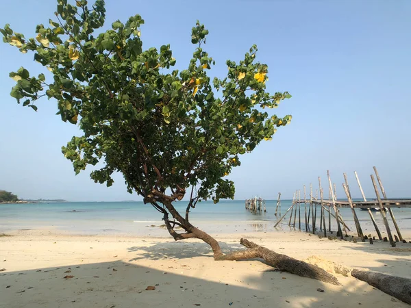 Tree Beach Koh Samet Island Thailand — Stock Photo, Image