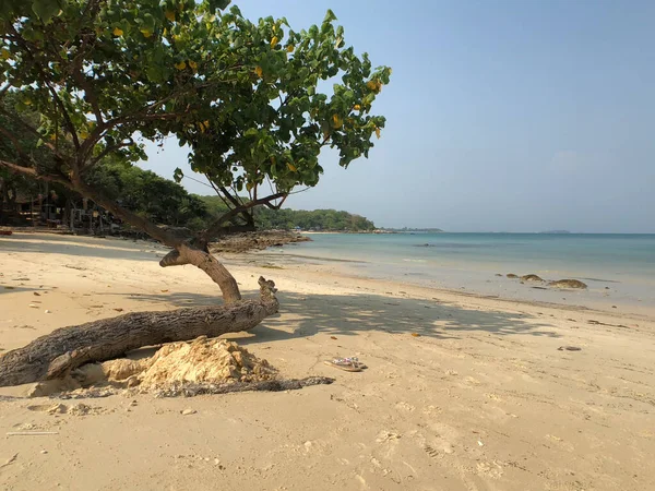 Δέντρο Στην Παραλία Στο Νησί Koh Samet Στην Ταϊλάνδη — Φωτογραφία Αρχείου