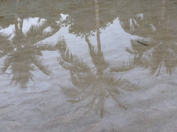 Palm Tree Reflection Phrao Beach Koh Samet Island Thailand — Stock Photo, Image