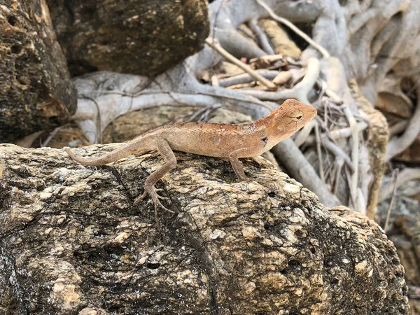 Jaszczurka Skale Wyspie Koh Samet Tajlandia — Zdjęcie stockowe