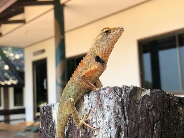 Jaszczurka Słupie Koh Samet Tajlandia — Zdjęcie stockowe