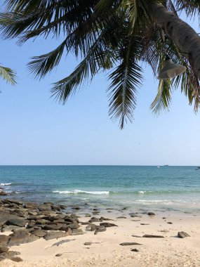 Koh Samed Tayland 'da palmiye ağacı