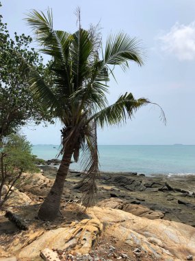 Tayland 'da Koh Samed adası kıyısındaki palmiye ağacı.