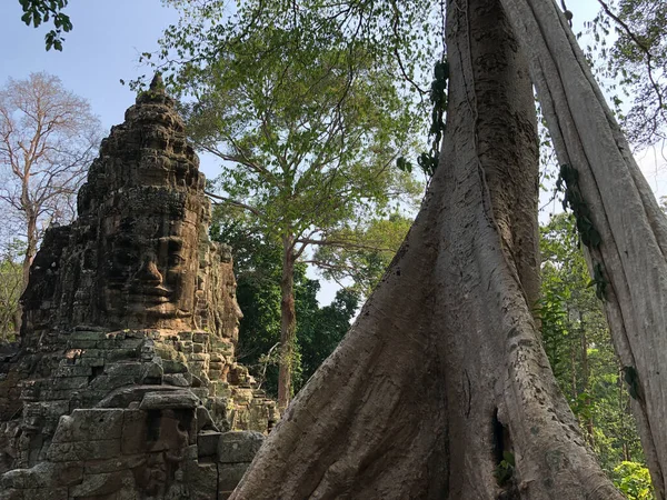Gran Árbol Victory Gate Angkor Camboya — Foto de Stock