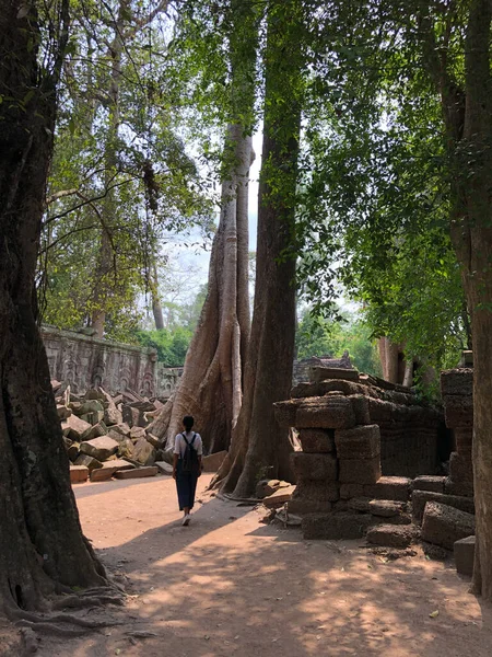 Passeggiate Turistiche Tra Grandi Alberi Intorno Tempio Prohm Tempio Dei — Foto Stock