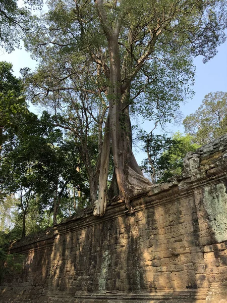 Gran Árbol Victory Gate Angkor Camboya — Foto de Stock