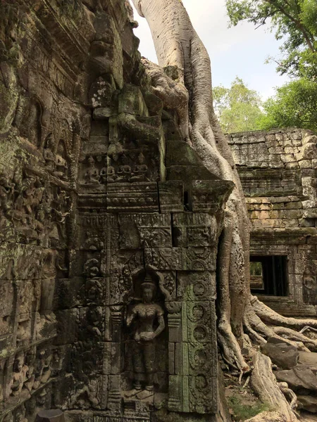 Raíces Árboles Templo Prohm Templo Saqueador Tumbas Camboya — Foto de Stock
