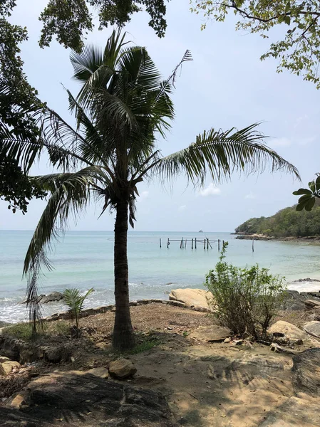 Tayland Koh Samed Adası Kıyısındaki Palmiye Ağacı — Stok fotoğraf