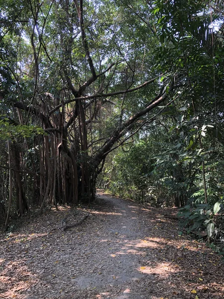 Sri Nakhon Khuean Khan Park Botanical Garden Bang Kachao Bangkok — 스톡 사진