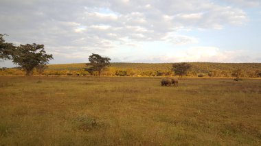 Güney Afrika 'daki Waterberg oyun parkında iki gergedan.