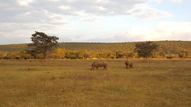 Güney Afrika 'daki Waterberg oyun parkında iki gergedan.