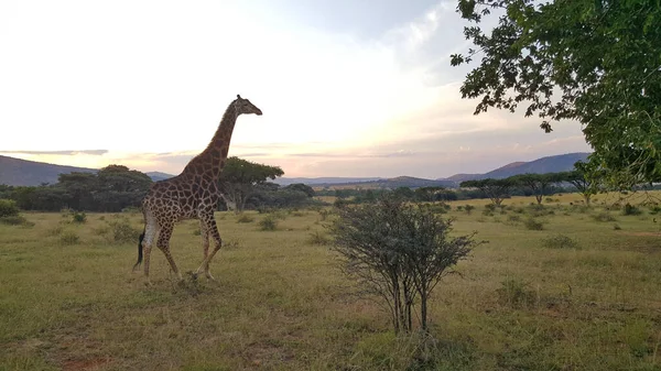 Güney Afrika 'daki Kgaswane Doğa Koruma Alanı civarındaki zürafa.