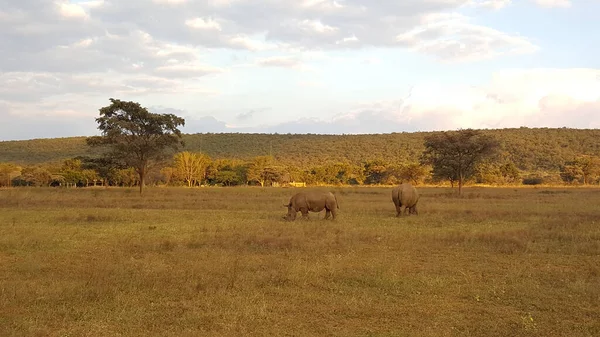 Two Rhinos Waterberg Game Park South Africa — Stock Photo, Image