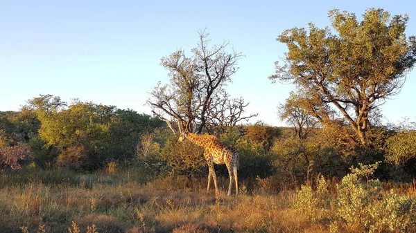 Καμηλοπάρδαλη Entabeni Nature Reserve Νότια Αφρική — Φωτογραφία Αρχείου