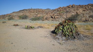 Welwitschia mirabilis plant in Reserva de Namibe, Angola clipart