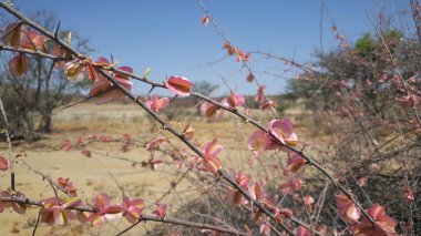Reserva de Namibe 'de pembe çiçekler, Angola 
