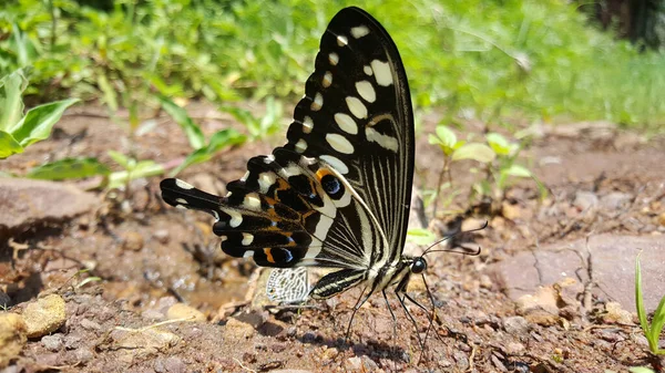 Nahaufnahme Von Einem Schmetterling Den Schwarzen Felsen Bei Pungo Andongo — Stockfoto