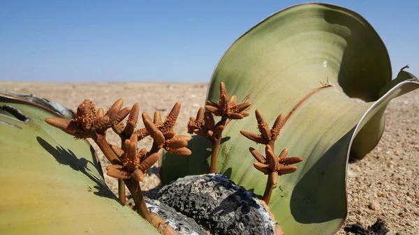 Fábrica Welwitschia Mirabilis Reserva Namibe Angola — Fotografia de Stock