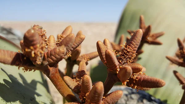 Perto Uma Fábrica Welwitschia Mirabilis Reserva Namibe Angola — Fotografia de Stock