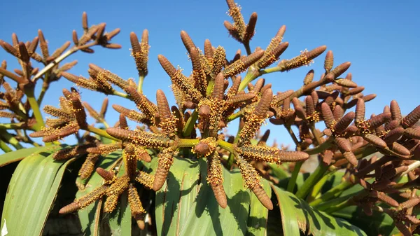 Perto Uma Fábrica Welwitschia Mirabilis Reserva Namibe Angola — Fotografia de Stock