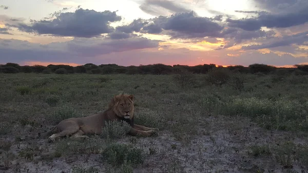 Gün Batımında Orta Kalahari Deki Savannah Yatan Erkek Aslan — Stok fotoğraf