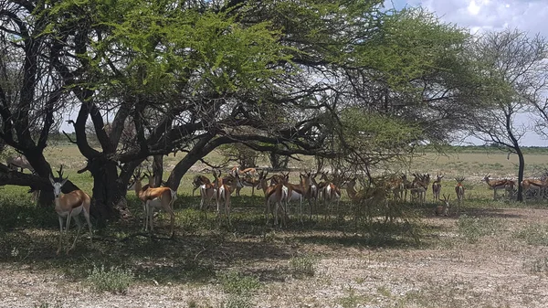 Antelopes Savannah Central Kalahari Game Reserve Botswana — Stock Photo, Image