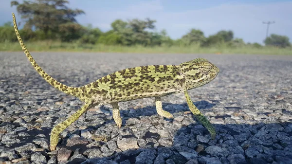 Afrykański Kameleon Drodze Botswanie — Zdjęcie stockowe