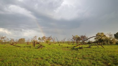 Botswana 'daki Moremi Oyun Rezervinin peyzajı