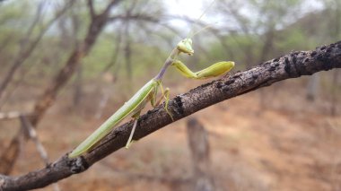 Botswana 'daki Tsodilo tepelerinde peygamber devesi.