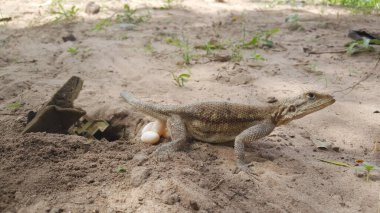 Bao Bolong Wetland 'da yumurtalı kertenkele Gambiya, Afrika' da bir ulusal park