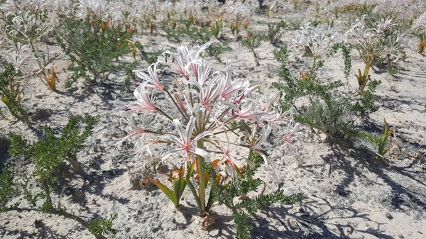Växt Blom Vid Makgadikgadi Pans Nationalpark Botswana — Stockfoto