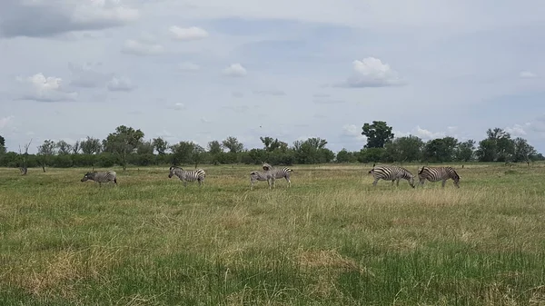 Zebra Het Moremi Natuurreservaat Botswana — Stockfoto