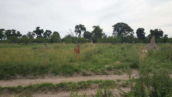 Impala Botswanai Moremi Game Reserve Ben — Stock Fotó
