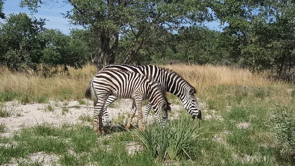 Zèbres Moremi Game Reserve Botswana — Photo