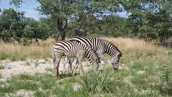 Zèbres Moremi Game Reserve Botswana — Photo