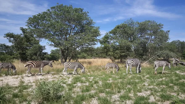 Herd Van Zebra Het Moremi Natuurreservaat Botswana — Stockfoto