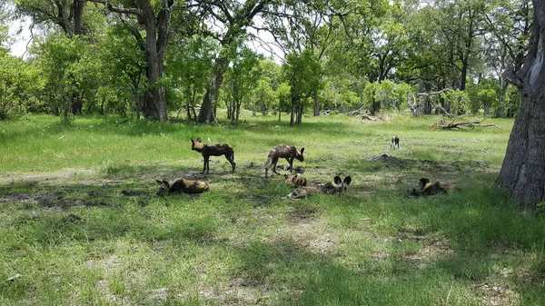 African Wild Dogs Moremi Game Reserve Botswana — Stock Photo, Image