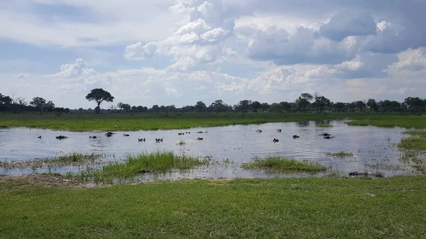 Hippos Een Meer Bij Moremi Game Reserve Botswana — Stockfoto