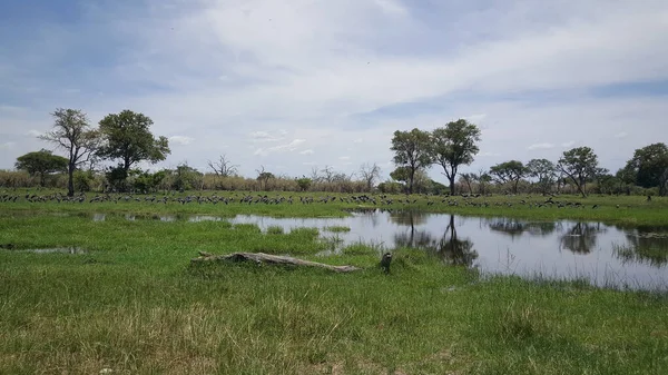 Vogels Rond Een Meer Bij Moremi Game Reserve Botswana — Stockfoto