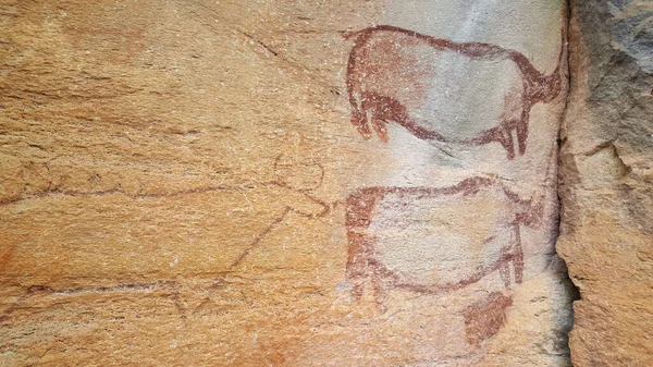 Botswana 'daki Tsodilo tepelerindeki taşa resim çiziyorum.