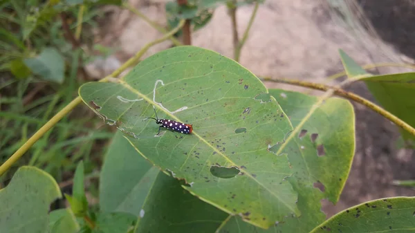 Polka Dot Wasp Moth บนใบไม รอบยอดเขาซ ในบ นาฟาโซ — ภาพถ่ายสต็อก