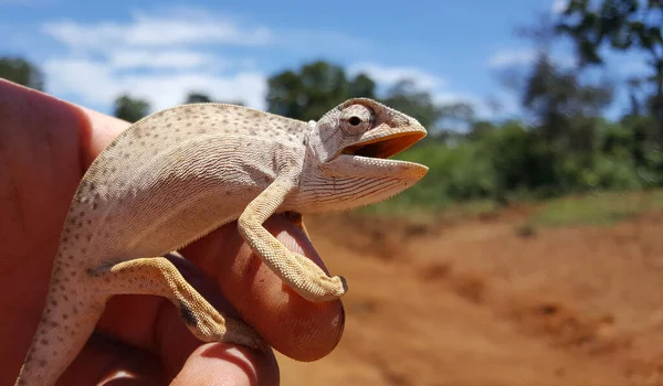 Camaleão Africano Pequeno Uma Mão Camarões — Fotografia de Stock