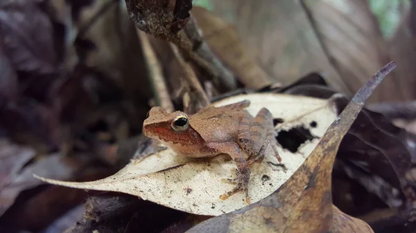 Kikker Een Blad Loango National Park Gabon — Stockfoto