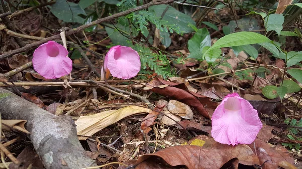 Rosa Blommor Loango Nationalpark Gabon — Stockfoto