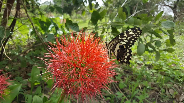 Borboleta Asas Amarelas Pretas Planta Bottlebrush Bao Bolong Wetland Reserve — Fotografia de Stock