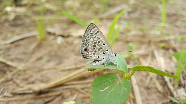 Közös Kék Pillangó Bao Bolong Vizes Rezervátum Nemzeti Park Gambia — Stock Fotó