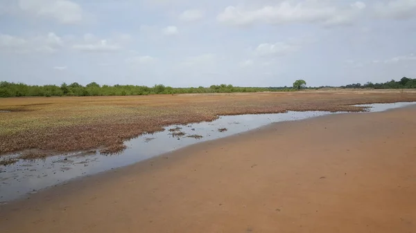 Bao Bolong Wetland Gambiya Afrika Bir Ulusal Park — Stok fotoğraf