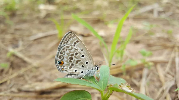 Közös Kék Pillangó Bao Bolong Vizes Rezervátum Nemzeti Park Gambia — Stock Fotó