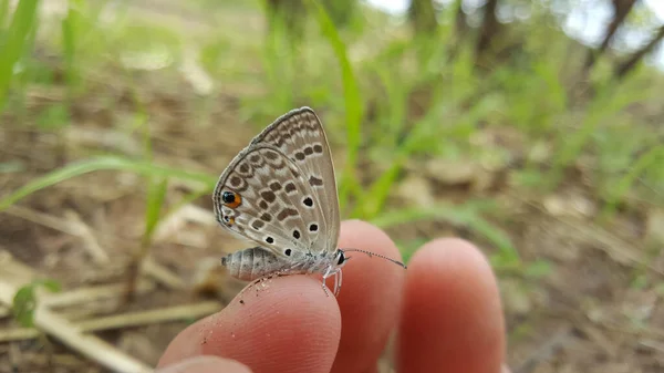 Közös Kék Pillangó Kéz Bao Bolong Vizes Rezervátum Nemzeti Park — Stock Fotó